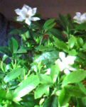 【家园】母亲的茉莉花茶（散文）