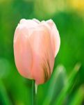 【萌芽】草原上的狐狸和狼（童话）