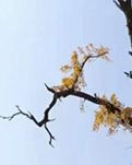 【流年】五峰山下旧时人家（散文）