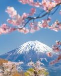 【流年】瞻仰富士山（散文）