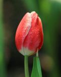 【家园】五四青年节的畅想……（散文）