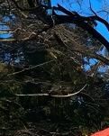【江山·见证】【心灵】走进香山双清别墅（散文）