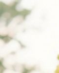 【江山·见证】【晓荷】跟植物学本事（散文）