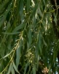 【晓荷·小事】风，吹过早儿岭的坡（散文）