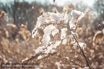 【丹枫】太阳里的雪（诗组）