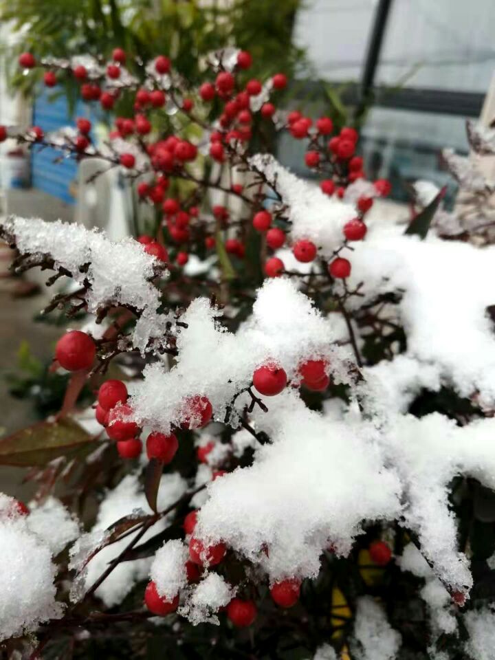 【丁香】紫藤花开（散文）