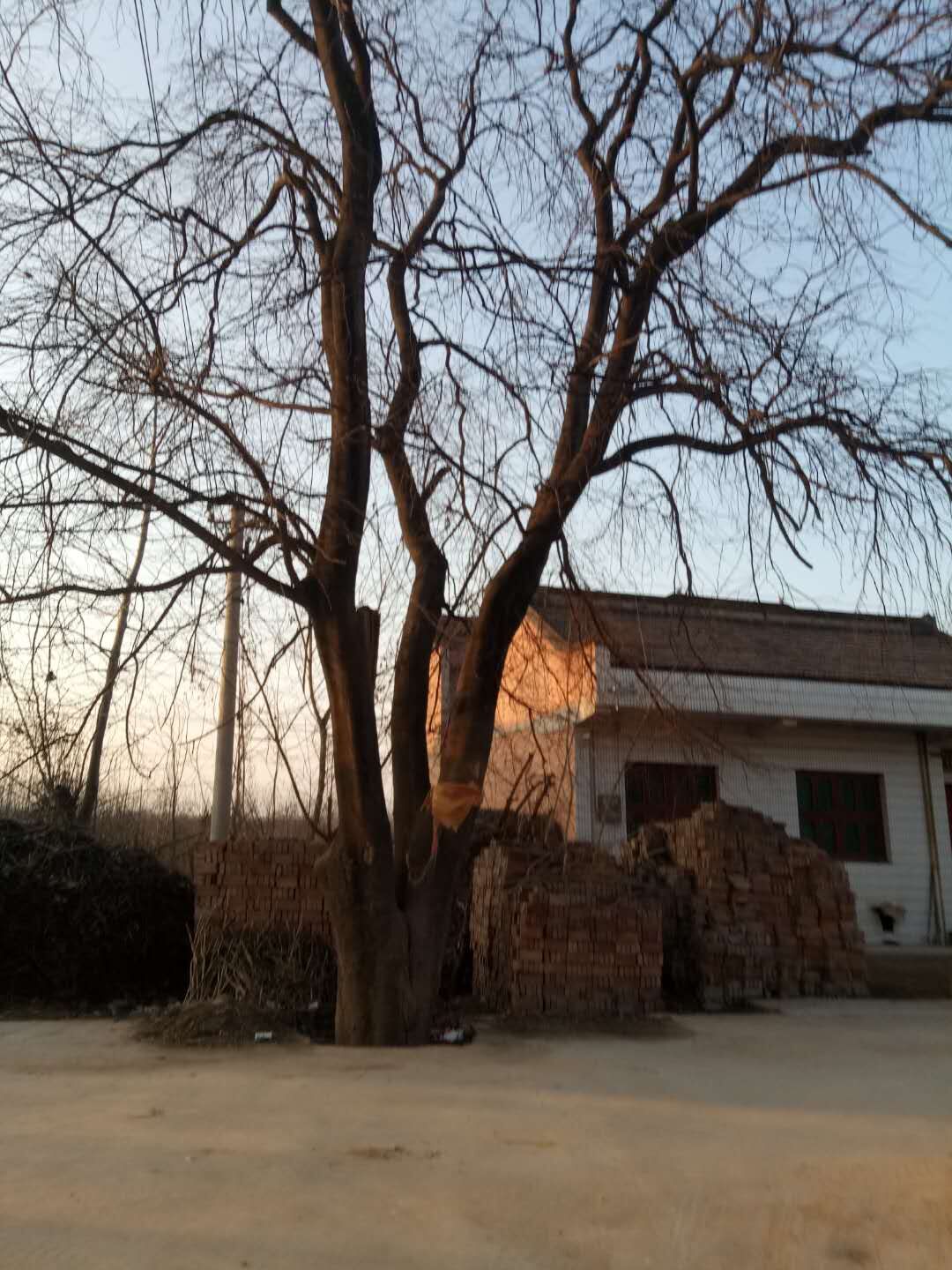 【江山多娇】村上的一棵皂角树（散文）