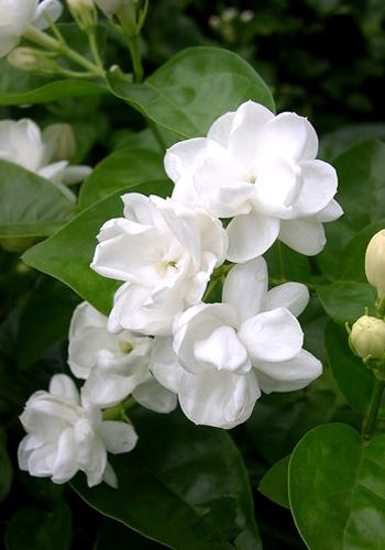 【江南】茉莉花记（散文）