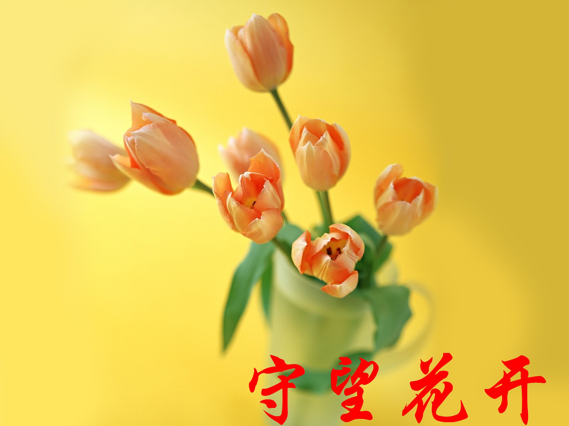 【丁香收获】守望花开(散文)