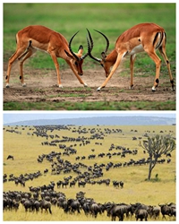 东非野生动物园印象
