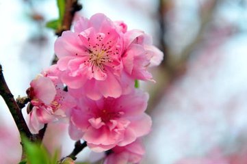 【江山宸光】桃李芬芳的时节（小学组）