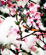 【东篱】季节絮语（散文）