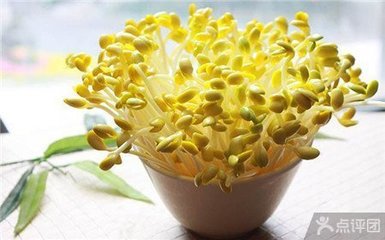 豆芽成长记（记叙文）