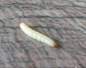懒 懒 的 菜 虫（随笔）