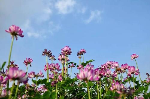 【菊韵】花语（散文）