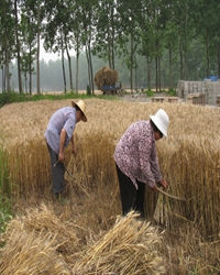 又是一年麦黄时