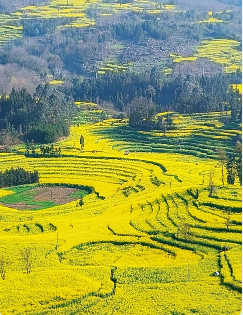 【江山·见证】【宁静】油菜花海（散文）