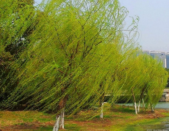 【摆渡】父爱如风（散文）