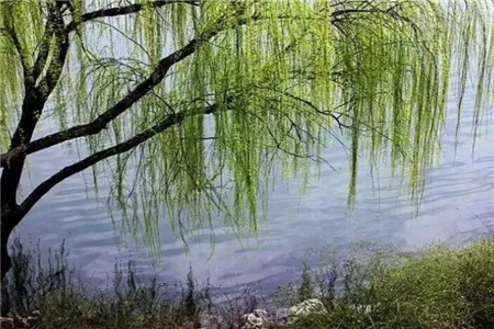 【丹枫】七绝五首（古韵）