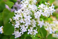 【萌芽】丁香花（小说）