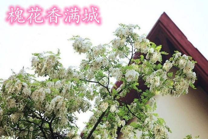 【宁静•悟】槐花香满城（散文）