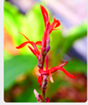 【东篱·念】牛芋花（散文）