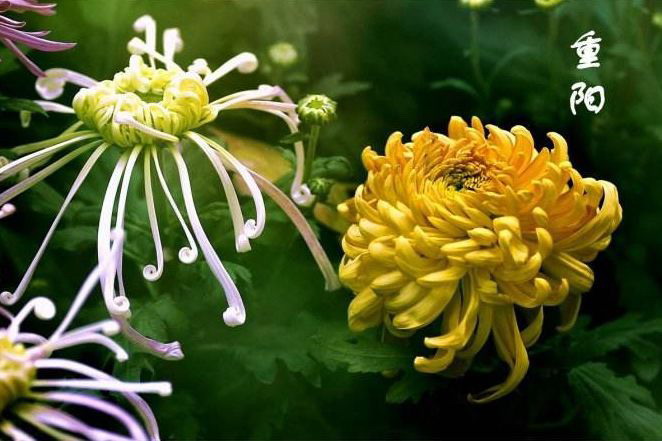【菊韵】黄花何处避重阳 （散文）