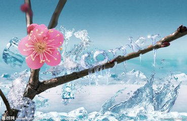 顾村有梅寒冬暖（随笔）