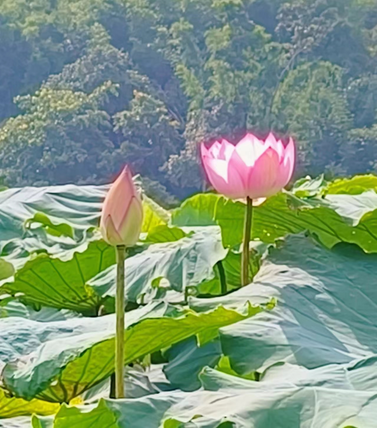 【宁静·承】荷塘小记（散文）