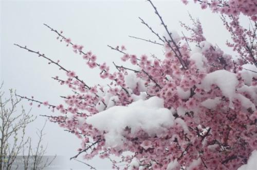 【八一】雪落下来（组诗·家园）