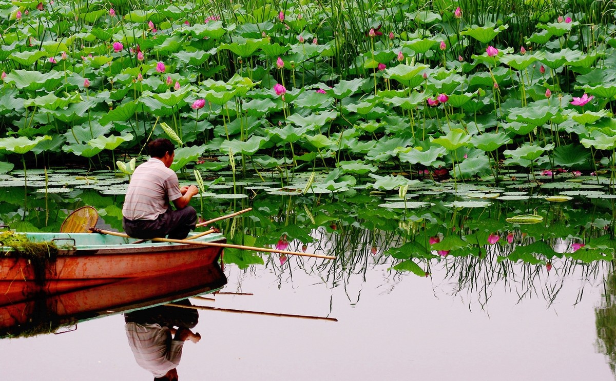 【时光】那片荷塘（散文）