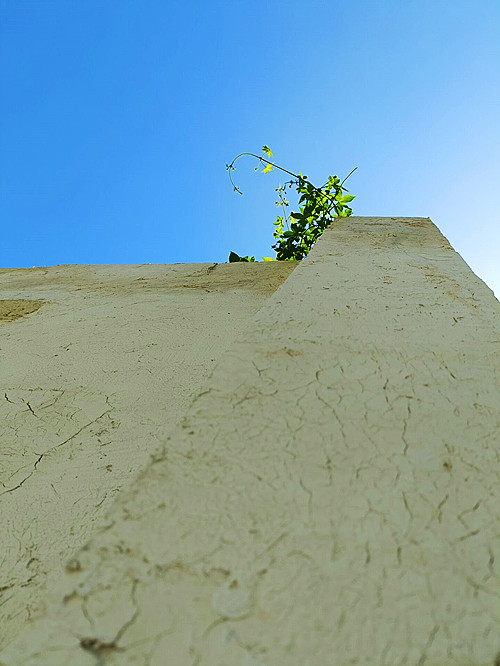【柳岸·瀚】一株长在墙垣之上的乌蔹莓（诗歌/外三首）