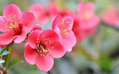 【萌芽春天】萌芽赏春记（散文）