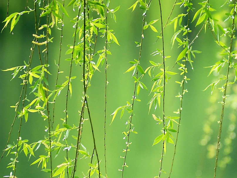 【楚汉】七绝 夏日随笔(古韵十一首)