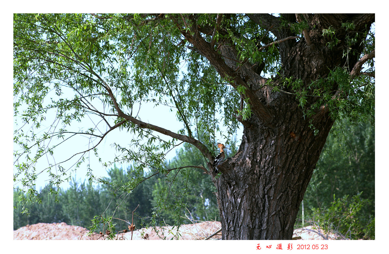【荷塘】记忆里的大柳树和布谷鸟（散文）