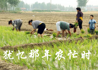 【时光】犹忆当年农忙时（散文）