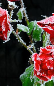 【摆渡】重阳节（外二首）