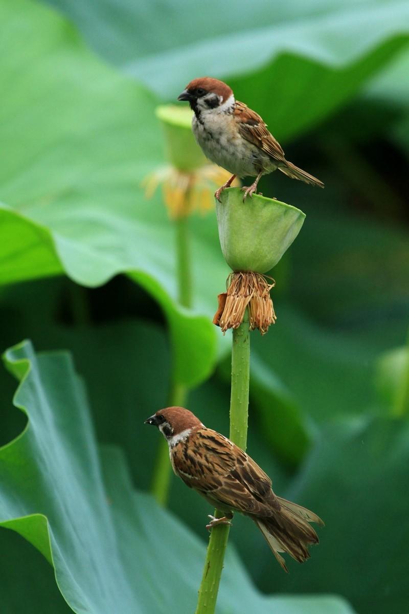 【摆渡】春雨不会打扰麻雀的酣梦（外一首）