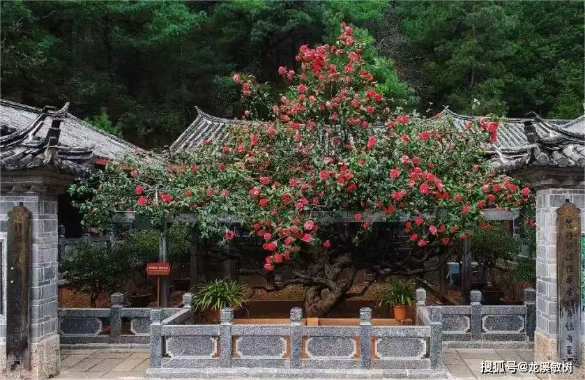 【江山·见证】【酒家】玉峰寺的花（散文）