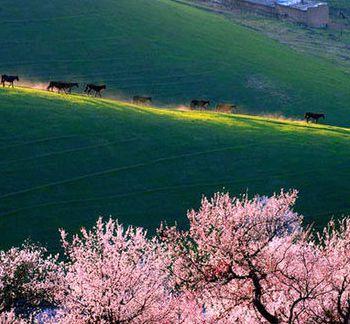 【如云】走进杏花山（散文）