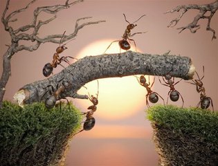 【江山宸光】蚂蚁、马蜂和我（中学组记叙文）