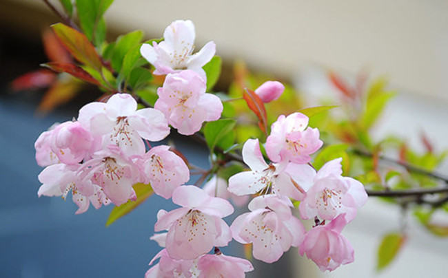 【八一】初春，雨烟里的樱花（散文）