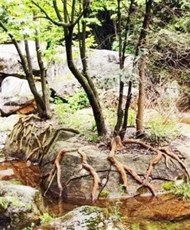 【东篱】与石头、树、叶子相关的结构（组诗）