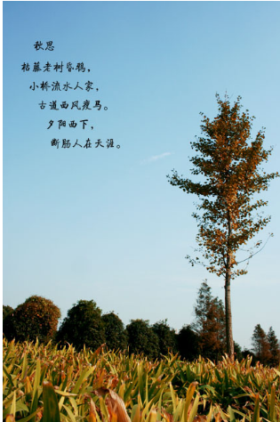 【丁香·爱心】七绝 六首（诗词古韵）