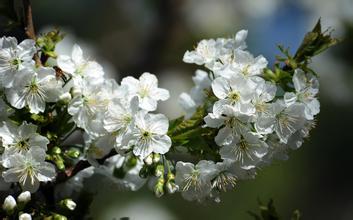 【吉祥】梨花盛开的地方（散文）