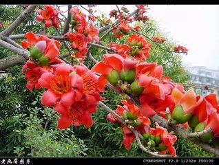 【流年】木棉花开满山湾（绝句小说五篇）