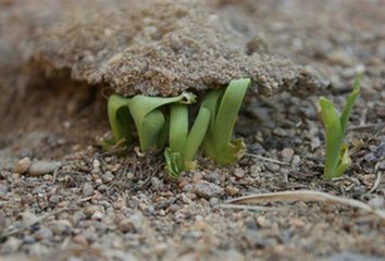 【萌芽春天】生命的绿（散文）