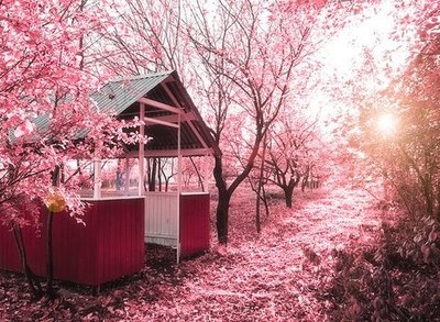 【山河】樱花之恋（散文）