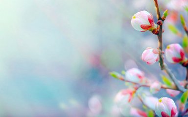 【萌芽春天】春天最美的绽放（散文）
