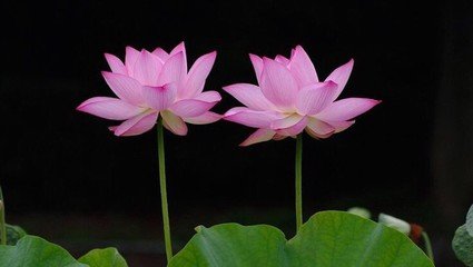 【丹枫】挚友伴我人生路（散文）